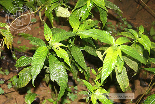 Mycetia balansae Drake 1 Mycetia balansae Drake 1