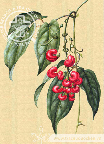 Physostigma venenosum Balfour 1 Physostigma venenosum Balfour 1