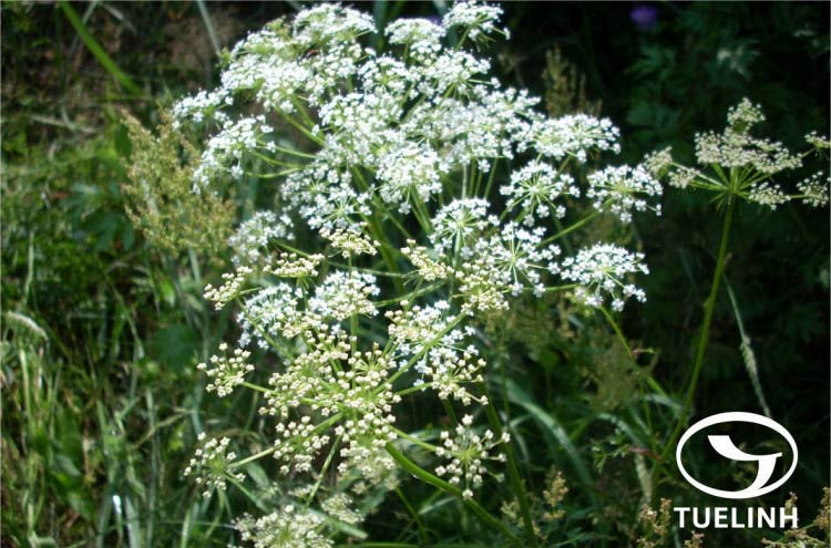 Pimpinella candolleana Wight & Arn. 1 Pimpinella candolleana Wight & Arn. 1