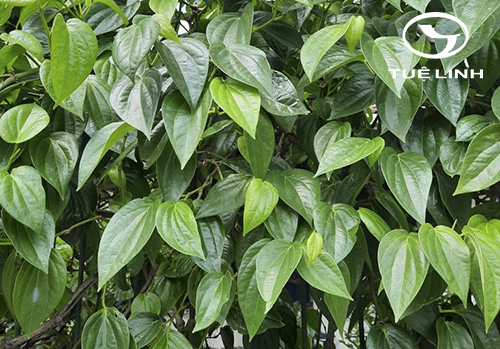 Piper betle L. 1 Piper betle L. 1