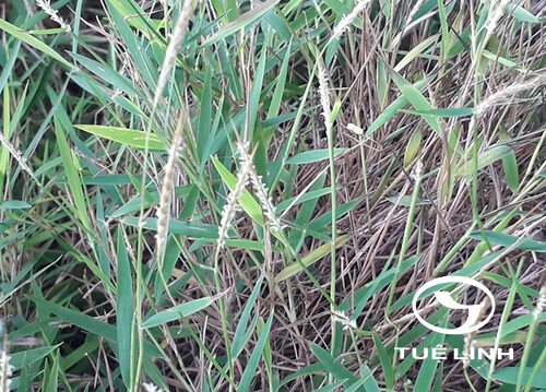 Pogonatherum paniceum (Lam.) Hack. 1