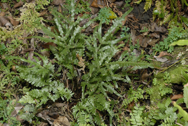 Pteris cadieri H. Christ 1