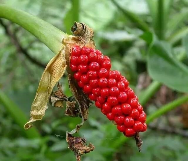 Hình ảnh nhận dạng cây ráy gai