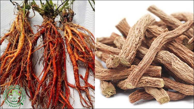 Một số hình ảnh cây đan sâm 5