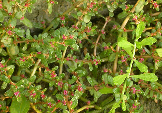 Rotala indica (Willd.) Koehne 1