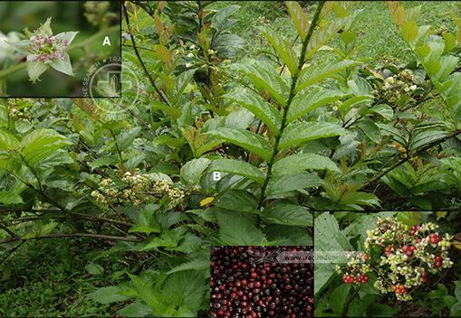 Rubus hexagynus Roxb 1 Rubus hexagynus Roxb 1