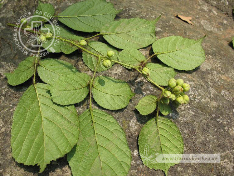 Rubus pinfaensis Le’vl. et Vant. 1