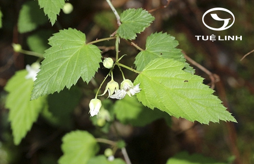 Rubus trianthus Focke 1 Rubus trianthus Focke 1