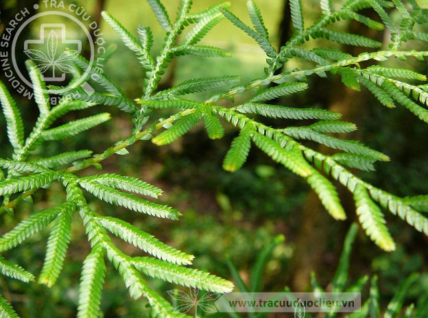 Selaginella helferi Warb. 1