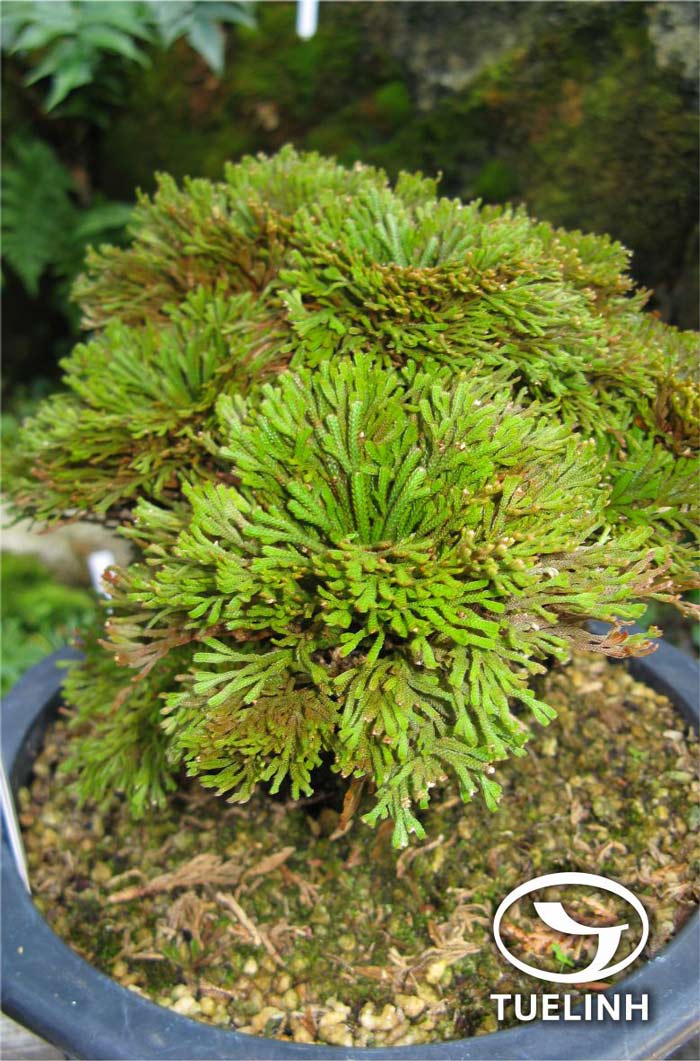 Selaginella tamariscina (P. Beauv.) Spring 1 Selaginella tamariscina (P. Beauv.) Spring 1