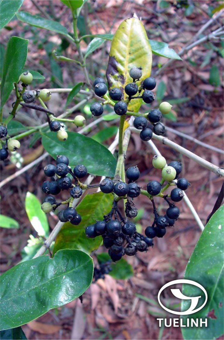 Tarenna asiatica (L.) Kuntze 1
