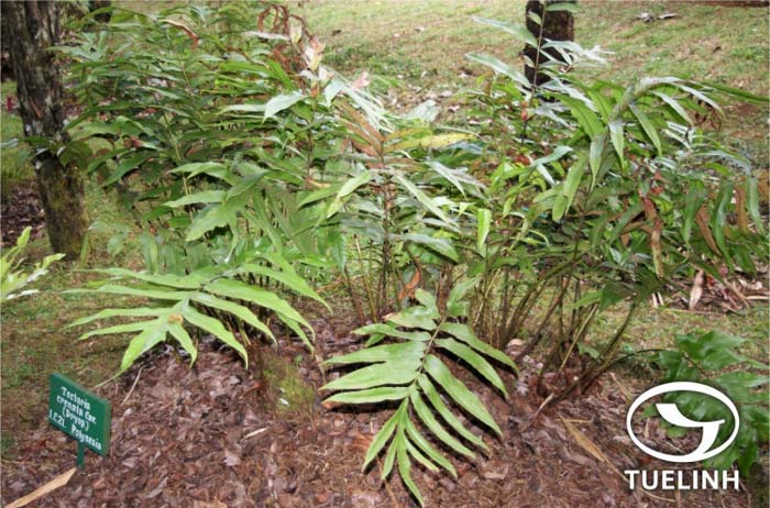 Tectaria wightii (C.B. Clark) Ching 1