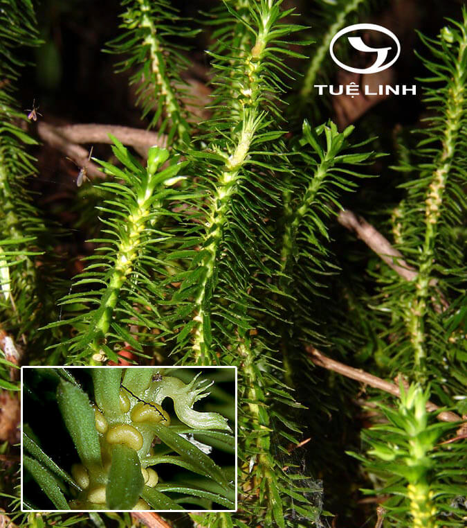 Huperzia serrata (Thunb.) Trevis 1 Huperzia serrata (Thunb.) Trevis 1