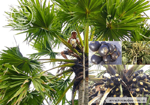 Borassus flabellifer L. 1 Borassus flabellifer L. 1