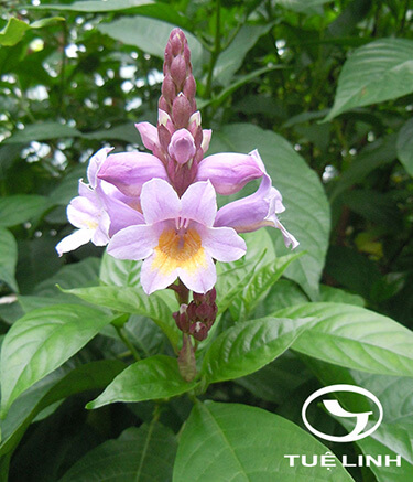 Phlogacanthus turgidus (Fua ex Hook.f.) Nicholson 1