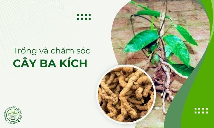 Kỹ thuật trồng và chăm sóc cây Ba kích 1