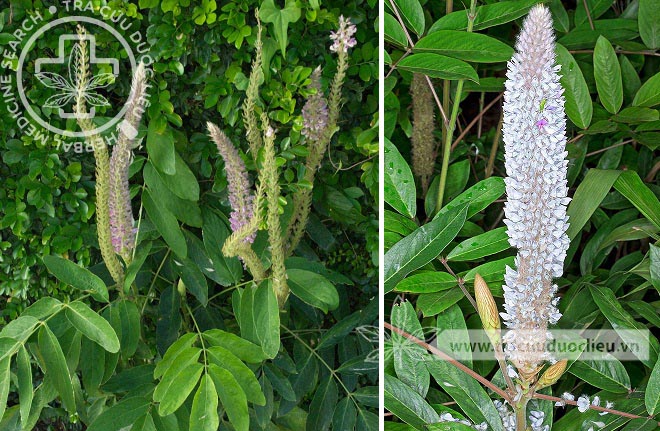 Uraria crinita (L.) Desv. 1