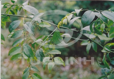 Ventilago pauciflora Pitard 1 Ventilago pauciflora Pitard 1