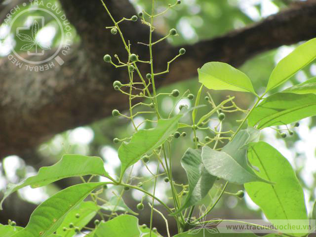 Vitex peduncularis Wall. ex Schauer 1 Vitex peduncularis Wall. ex Schauer 1