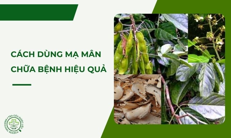 Cách dùng mạ mân chữa bệnh trong dân gian 1 Cách dùng mạ mân chữa bệnh trong dân gian 1