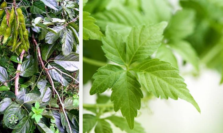 4. Mạ mân kết hợp giảo cổ lam 1 4. Mạ mân kết hợp giảo cổ lam 1