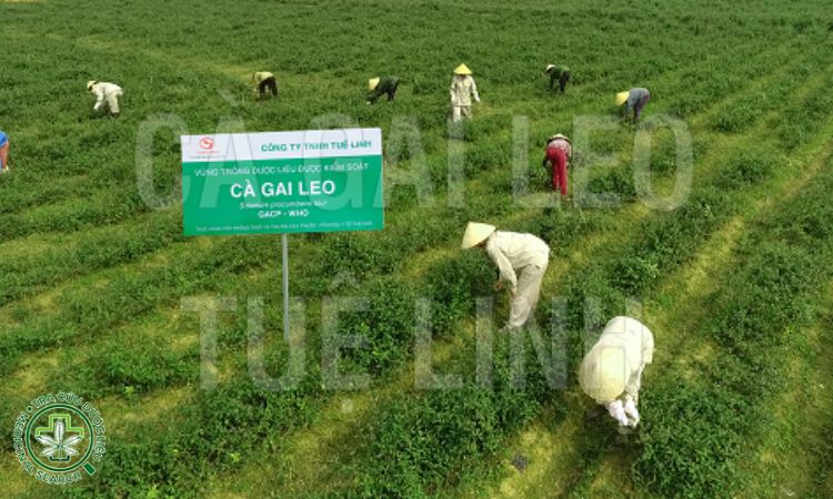 Cà gai leo quy mô rộng với sự chung tay ủng hộ của cả người dân địa phương 1