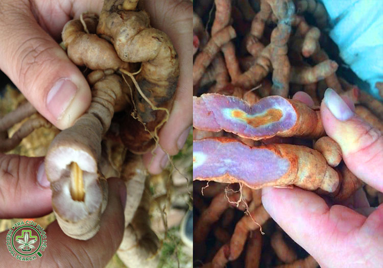 Cách chọn ba kích tươi chuẩn “đạt dược tính” 1