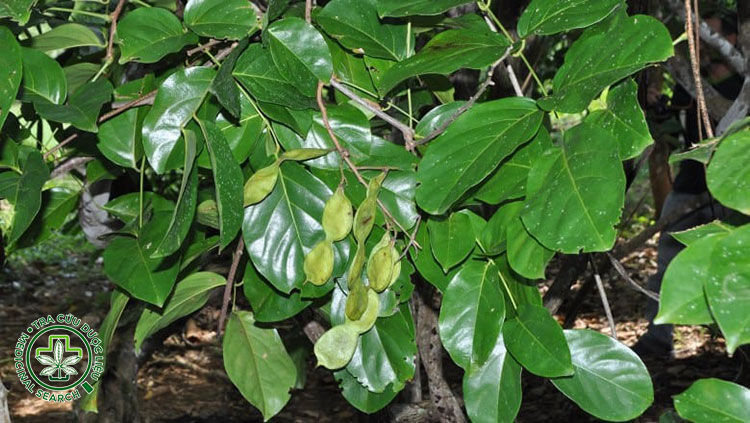 Hình ảnh nhận dạng cây mạ mân 1