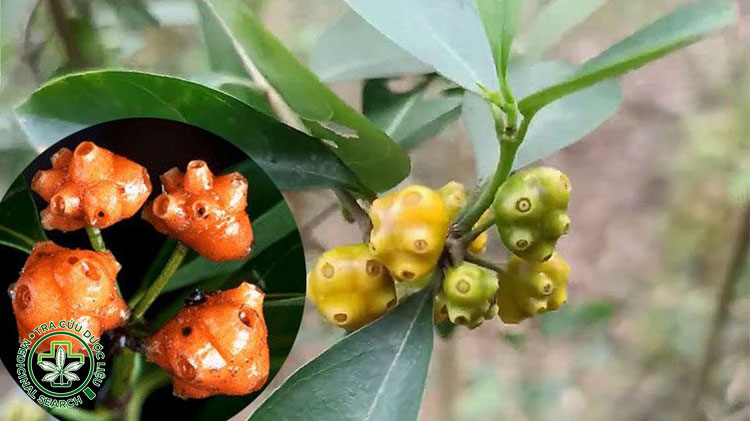 Cây mặt quỷ có tác dụng thế nào? 1 Cây mặt quỷ có tác dụng thế nào? 1