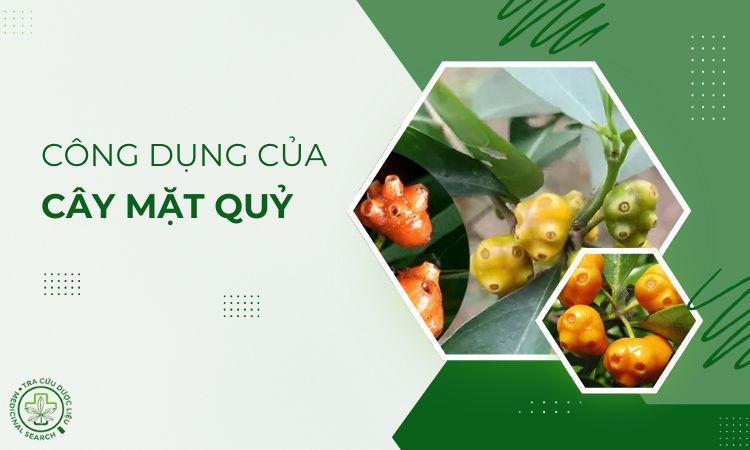 Cây mặt quỷ có tác dụng gì? Khám phá những công dụng ít ai biết 1 Cây mặt quỷ có tác dụng gì? Khám phá những công dụng ít ai biết 1