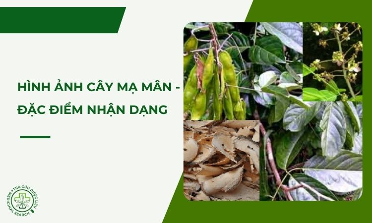 Hình ảnh cây mạ mân – Đặc điểm nhận dạng dễ nhớ 1