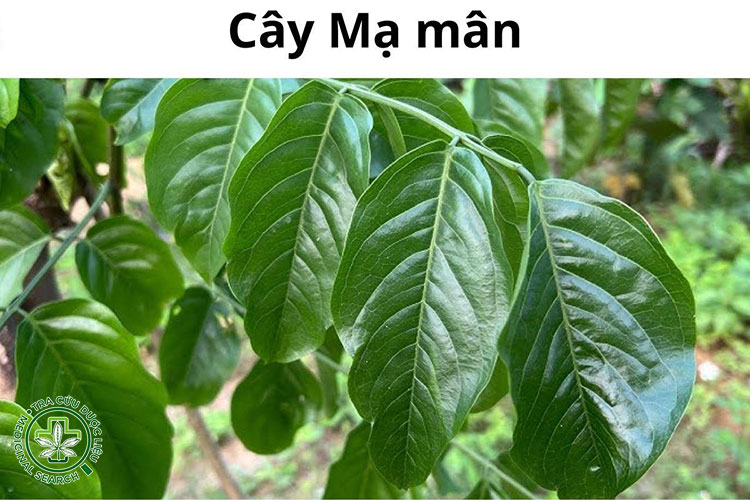 Hình ảnh lá cây mạ mân 1