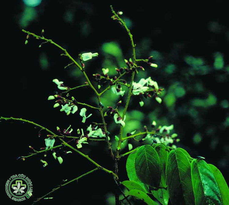 Tổng hợp hình ảnh cây mạ mân 2