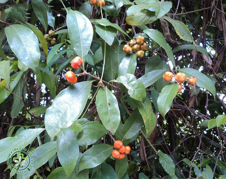 Những lưu ý khi dùng cây mặt quỷ 1 Những lưu ý khi dùng cây mặt quỷ 1