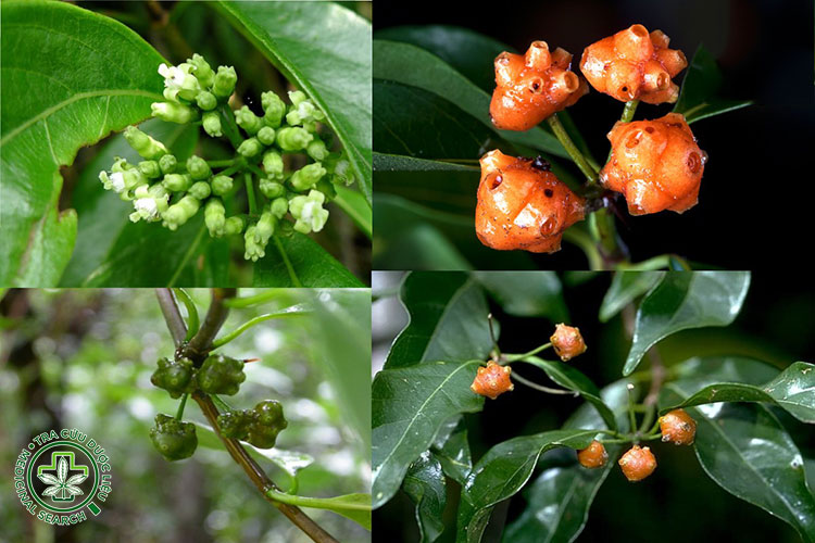 Giới thiệu về cây mặt quỷ 1 Giới thiệu về cây mặt quỷ 1