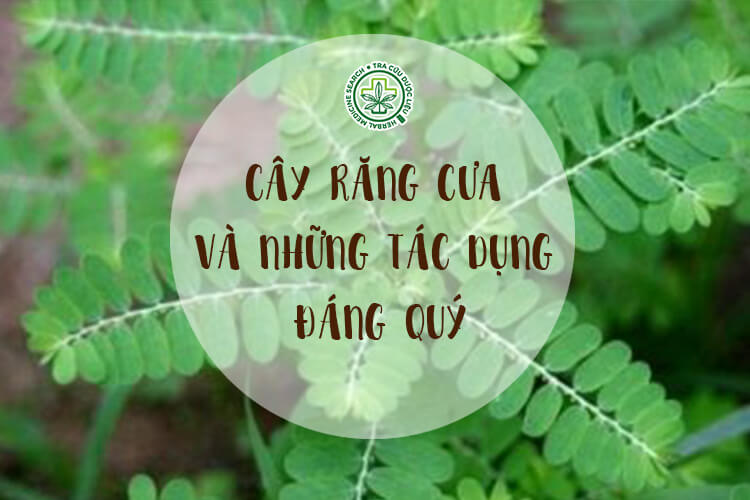 Cây răng cưa và những tác dụng đáng quý của cây răng cưa
