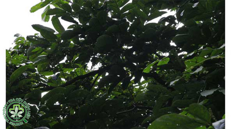 Tổng hợp hình ảnh cây mạ mân 5