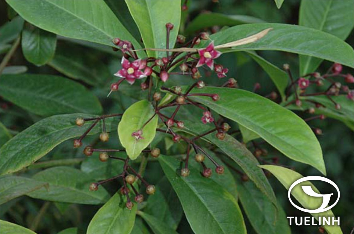 Ardisia rigida Kurz 1