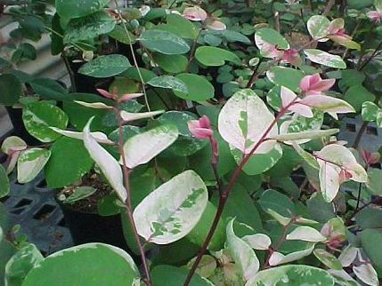 Breynia baudouini Beille 1