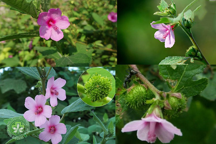 1. Mô tả cây ké hoa đào 1