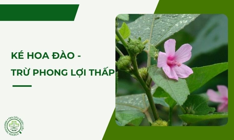 Ké hoa đào trừ phong, lợi thấp – Thảo dược quý trong Đông y 1