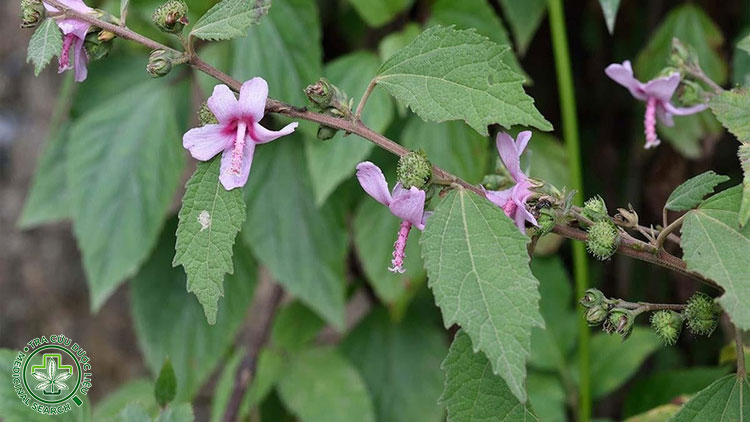 Lưu ý khi sử dụng ké hoa đào 1