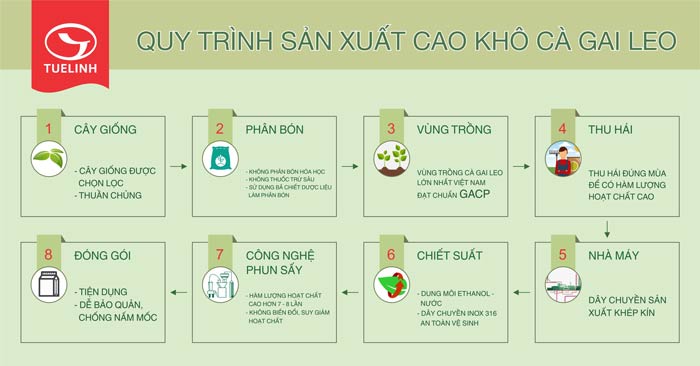 3. Thực trạng việc trồng và sử dụng Cà Gai Leo tại Việt Nam hiện nay 2