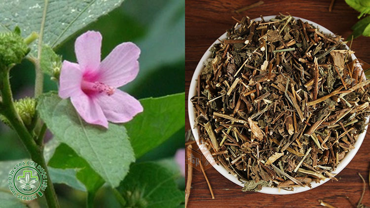 Cách dùng ké hoa đào trừ phong, lợi thấp 1