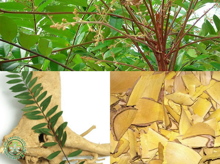 Những lưu ý khi sử dụng rễ cây mật nhân 1