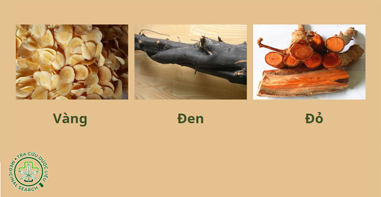 Đặc điểm của rễ cây mật nhân 1