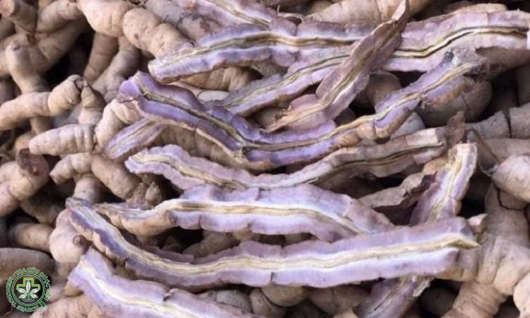 Cách sử dụng rượu ngâm ba kích 1