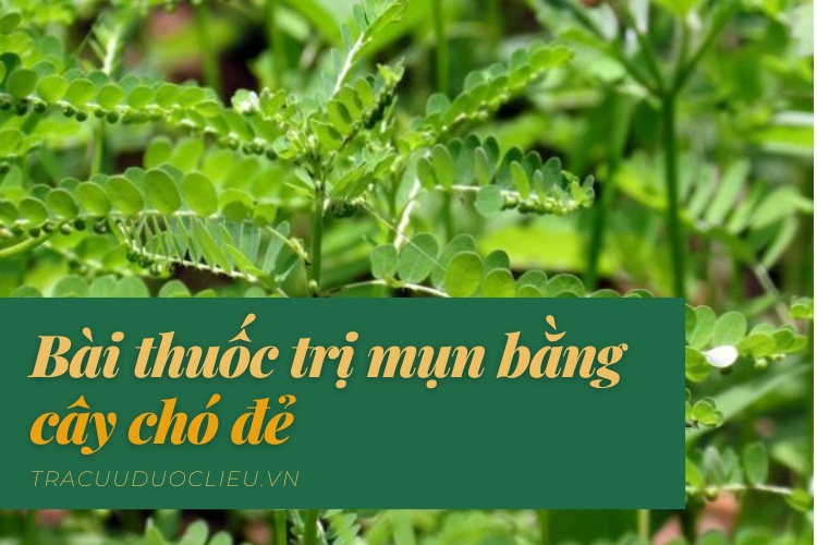 Một số bài thuốc trị mụn bằng cây chó đẻ 1