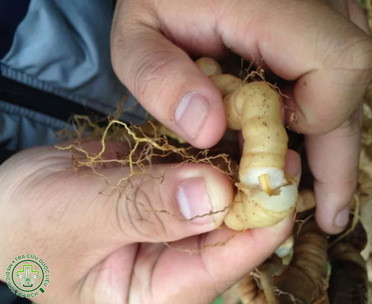 2.2. Giới thiệu về ba kích trắng 1