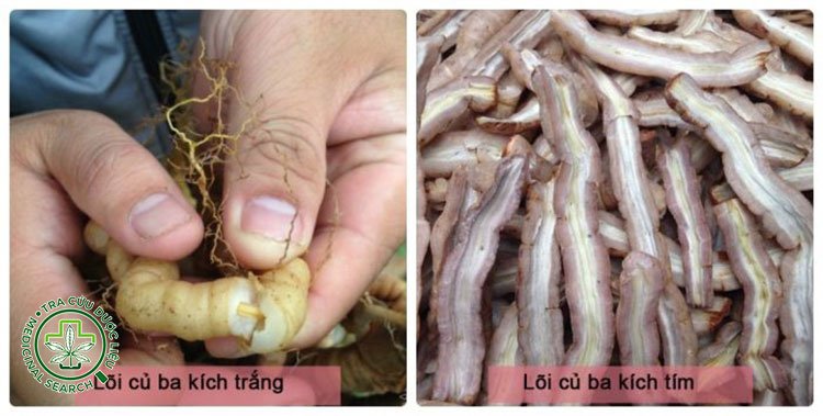 Phân biệt ba kích tím và ba kích trắng 1